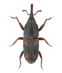 CARUNCHO