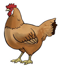 galinha