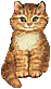 gato