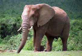 ELEFANTE