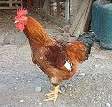 galo