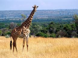 girafa