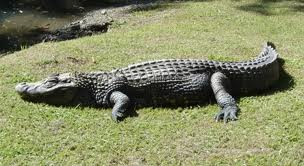 jacare