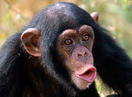 macaco