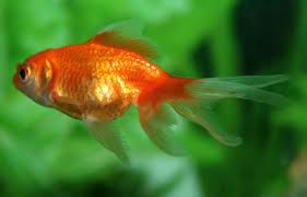 peixe