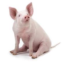porco