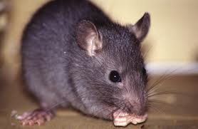 rato