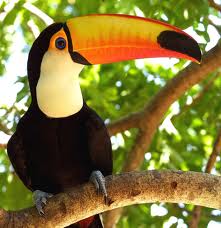 tucano