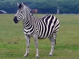 zebra