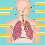 Sistema respiratório